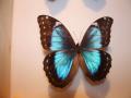 Morpho peleides (maybe) aberrant (Internet Image property of respective owner, non-commercial use only)